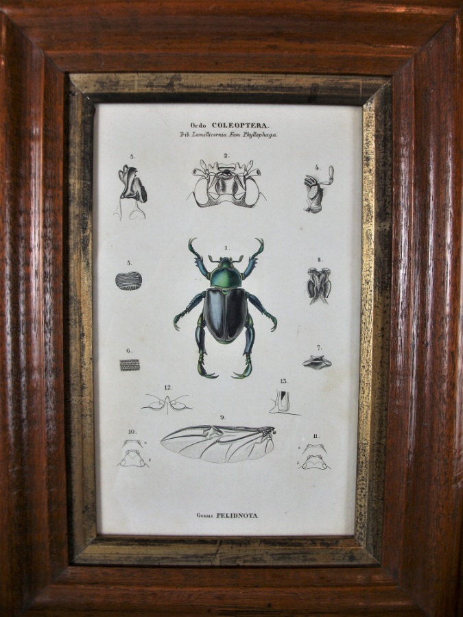  Pair of Coleoptera Prints in Moulded Oak Frame